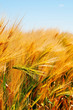 Foto: Weizenfeld Weizenfeld