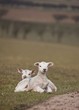 Two Lambs Laying On The Grass