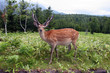wild Deer with antlers standing in a green field