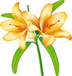Lilies flower vector