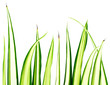 phalangère, chlorophytum, plante araignée, fond blanc