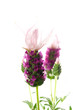 lavender flower on the white background
