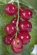 rote Johannisbeere/ red currant