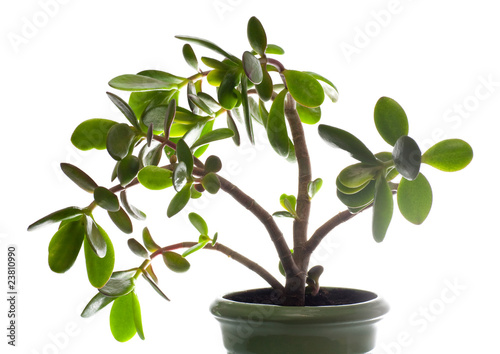 Photo: Crassula (dollar tree) plant isolated on white. Crassula (dollar tree) plant isolated on white.