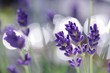 lavendel blüten