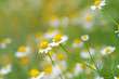 daisys