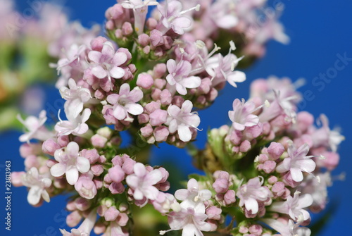 Foto: Echter Baldrian (Valeriana officinalis) Echter Baldrian (Valeriana officinalis)