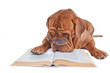 Dog Reading a Book