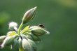 insect on a flower ©
