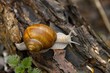 Snail
