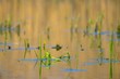 Swamp