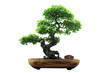 Chinese green bonsai tree Isolated on white background.