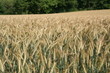 le champ de blé