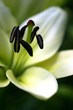 lys