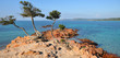 arbres sous le vent - Corse arbres sous le vent - Corse