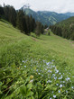 Fleurs des Alpes et sommets