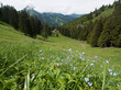 Fleurs des Alpes et sommets
