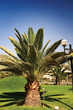 Big green  palm.