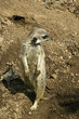 Suricata atenta