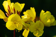 flower #72