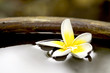 Tropical frangiapani flower floating in a pot