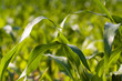 Maisfeld im Sommer Maisfeld im Sommer