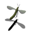 bug