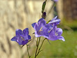 Glockenblume - Campanula persicifolia