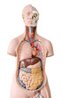 Human anatomy mannequin