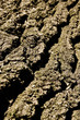 Natural tree bark abstract background