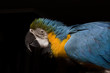 Guacamayo Guacamayo