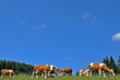 kühe auf der alm