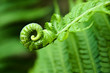 young fern leaf. nature background
