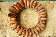 Pine cones