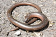 Orvet - Anguis fragilis