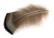 Turkey Feather Turkey Feather
