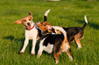 Photo: Happy beagle dogs in a park Happy beagle dogs in a park