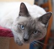 Siamese cat Siamese cat