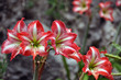 Amaryllis