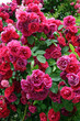 Country roses tree