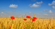 Poppies