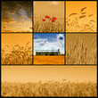 Agriculture