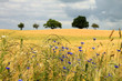 cornflowers cornfield trees and cloudy blue sky