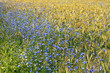 cornflowers and cornfield
