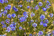 cornflowers