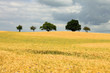 cornflowers trees and cloudy sky