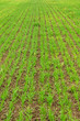 Green Sprouts of Wheat Green Sprouts of Wheat