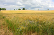 cornflowers trees abd cloudy sky