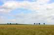 cornfield trees and cloudy blue sky