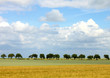 cornfield trees and cloudy blue sky